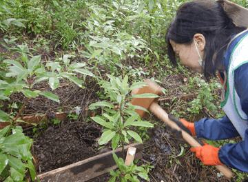 あかりの森プロジェクト